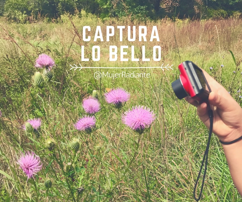 Captura lo bello
